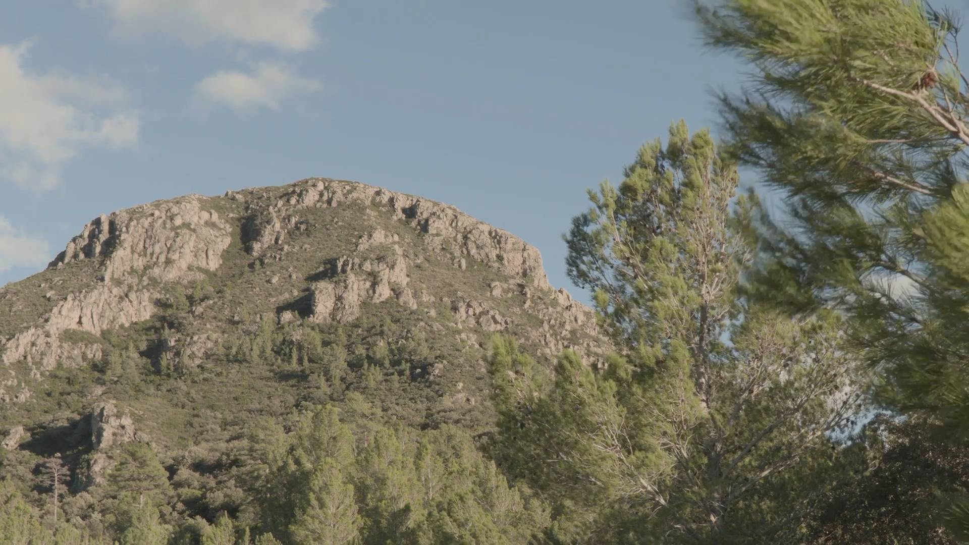 Olivenbäume vor den Felsen des Naturparks Els Ports